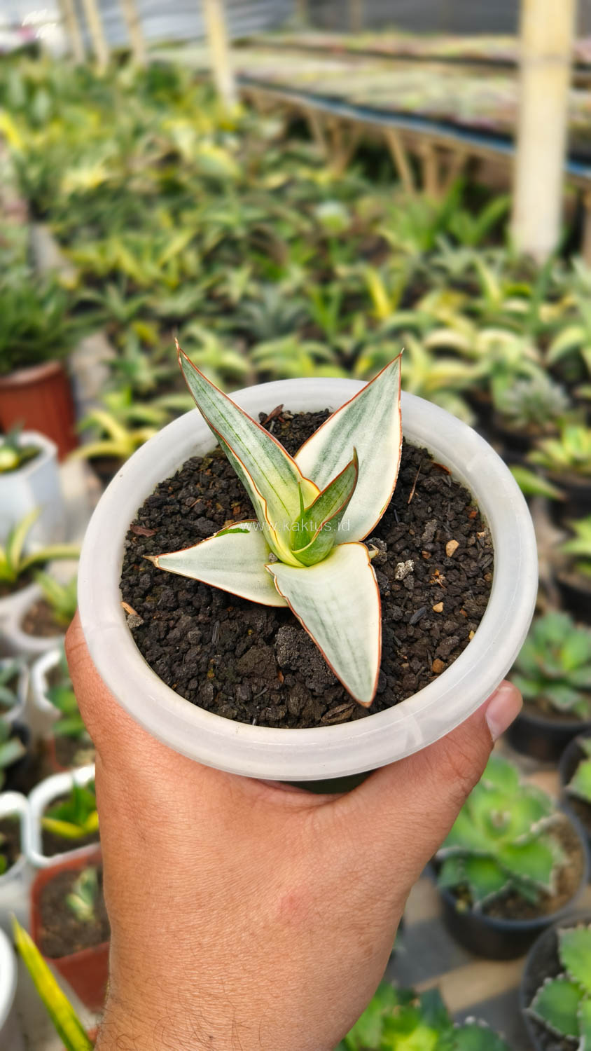 1156. Sansevieria Snow White Size 10 Cm - Image 5