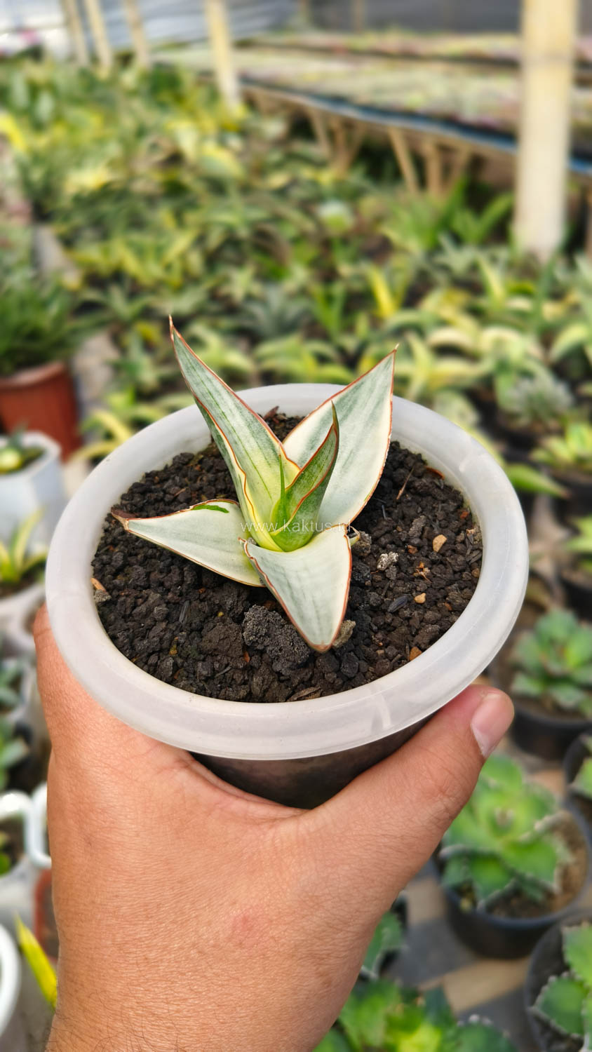 1156. Sansevieria Snow White Size 10 Cm - Image 6