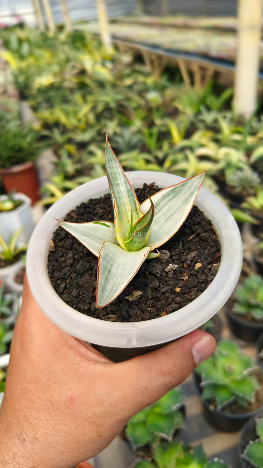 1156. Sansevieria Snow White Size 10 Cm - Image 7