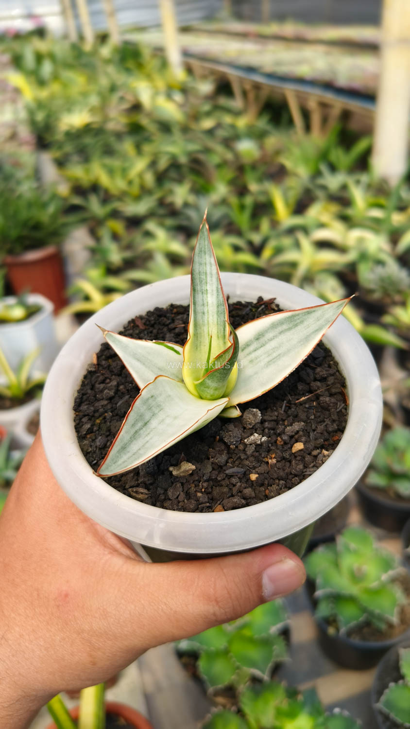 1156. Sansevieria Snow White Size 10 Cm - Image 8