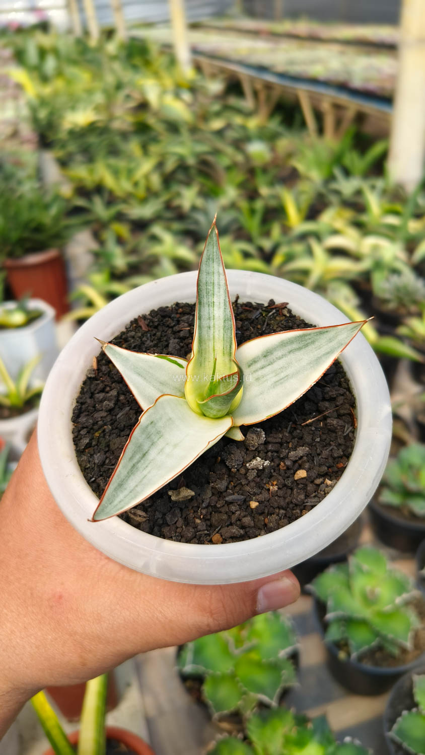 1156. Sansevieria Snow White Size 10 Cm - Image 9