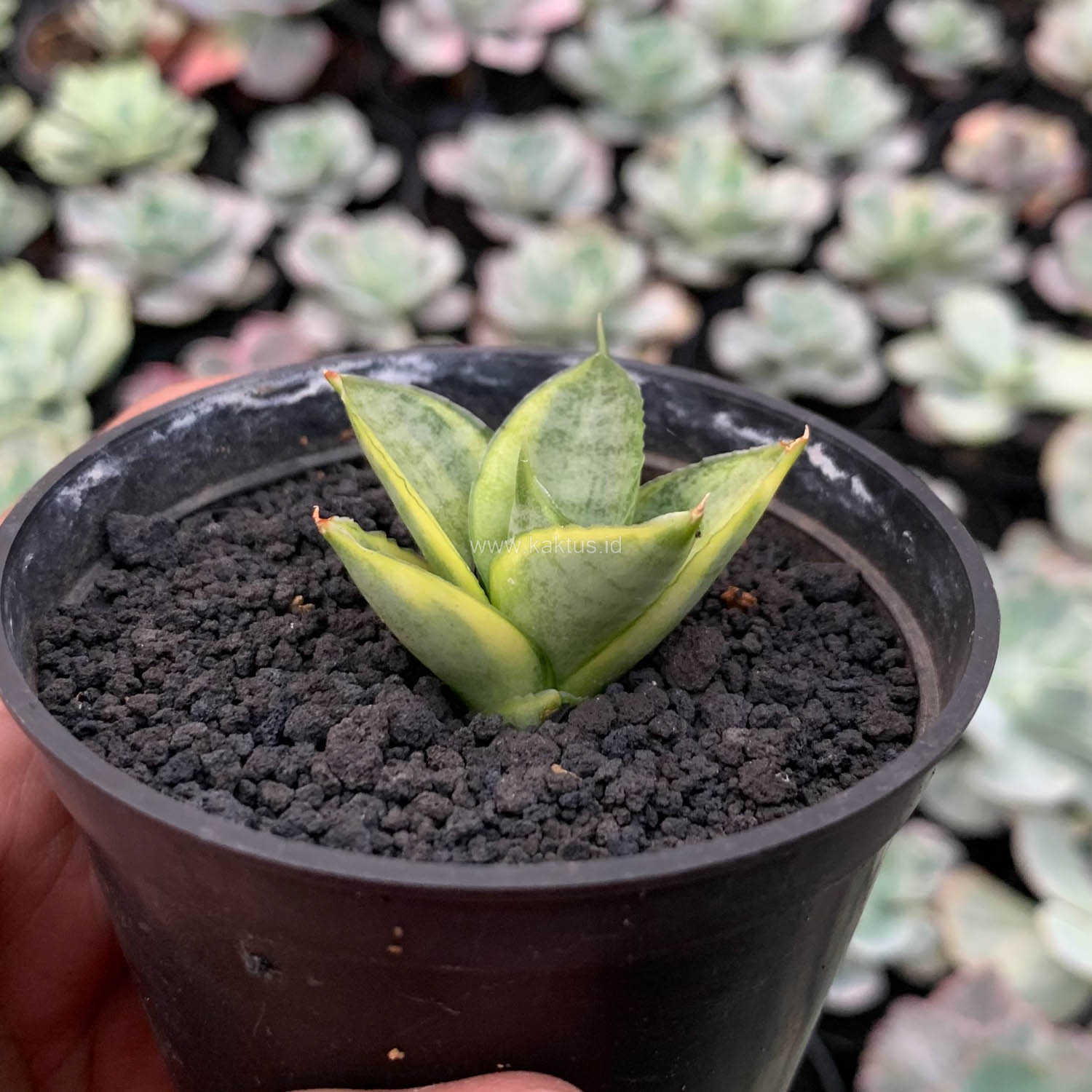 1157. Sansevieria Pagoda Variegated - Image 7