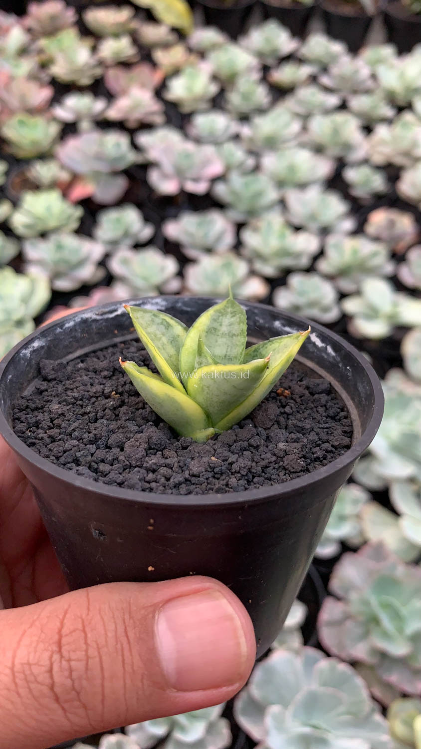 1157. Sansevieria Pagoda Variegated - Image 3