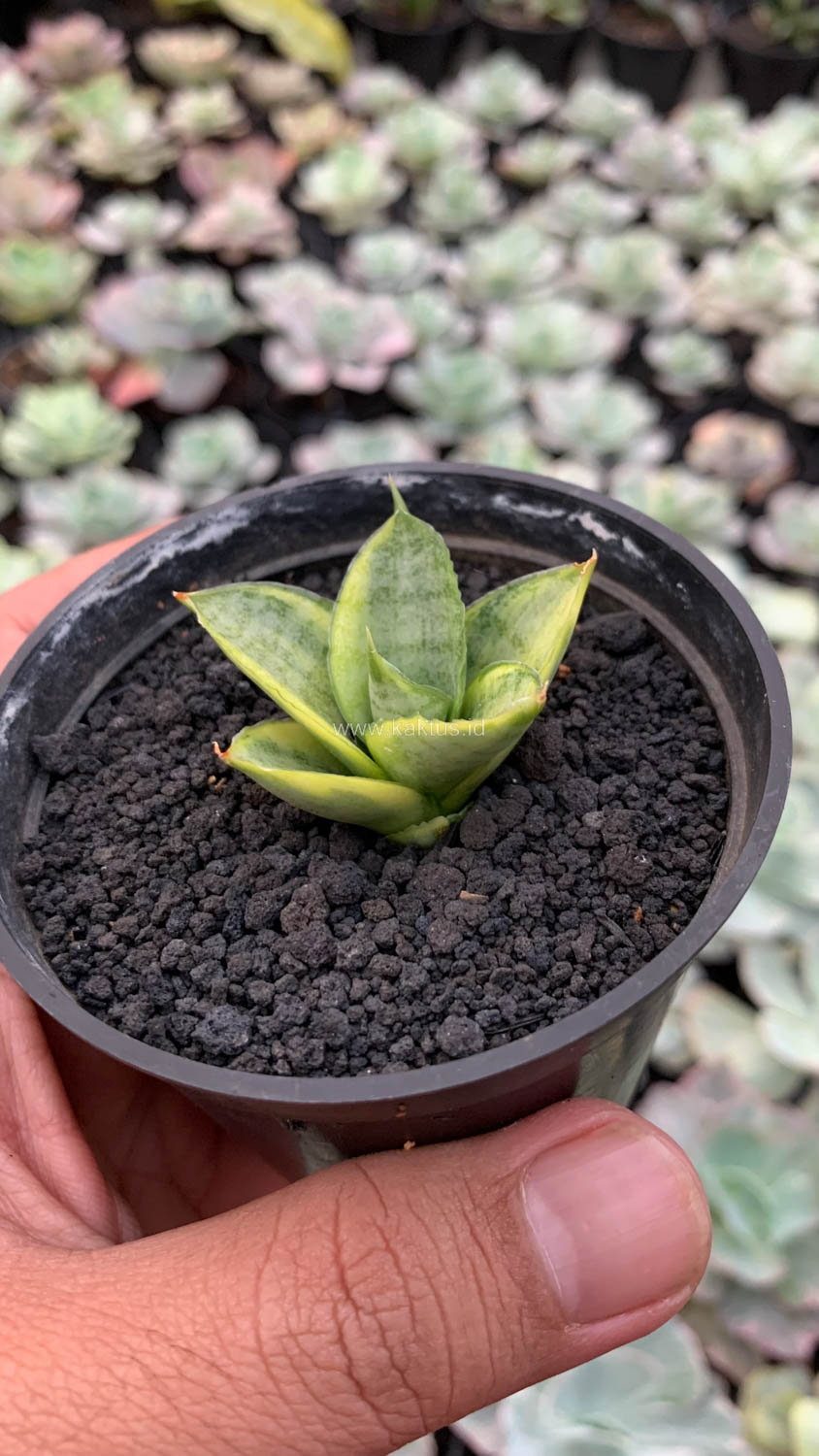 1157. Sansevieria Pagoda Variegated - Image 6