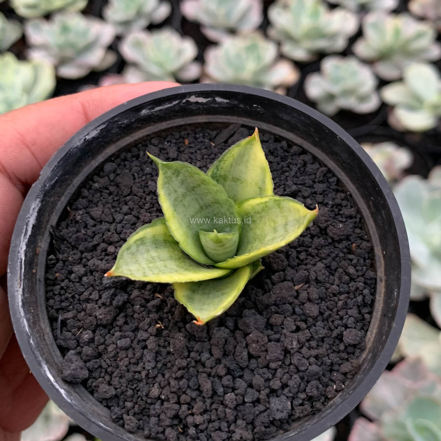 1157. Sansevieria Pagoda Variegated - Image 2