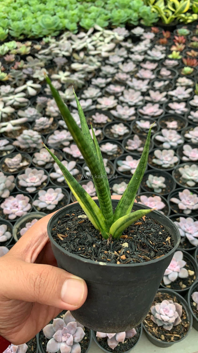 1158. Sansevieria Bunlo Torch Variegated - Image 2