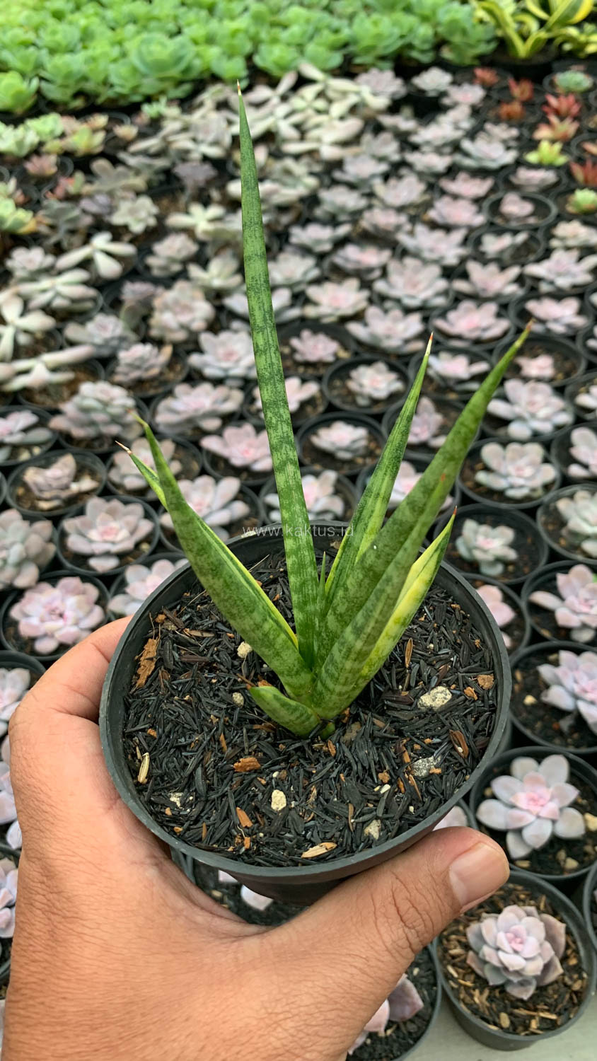 1158. Sansevieria Bunlo Torch Variegated - Image 3