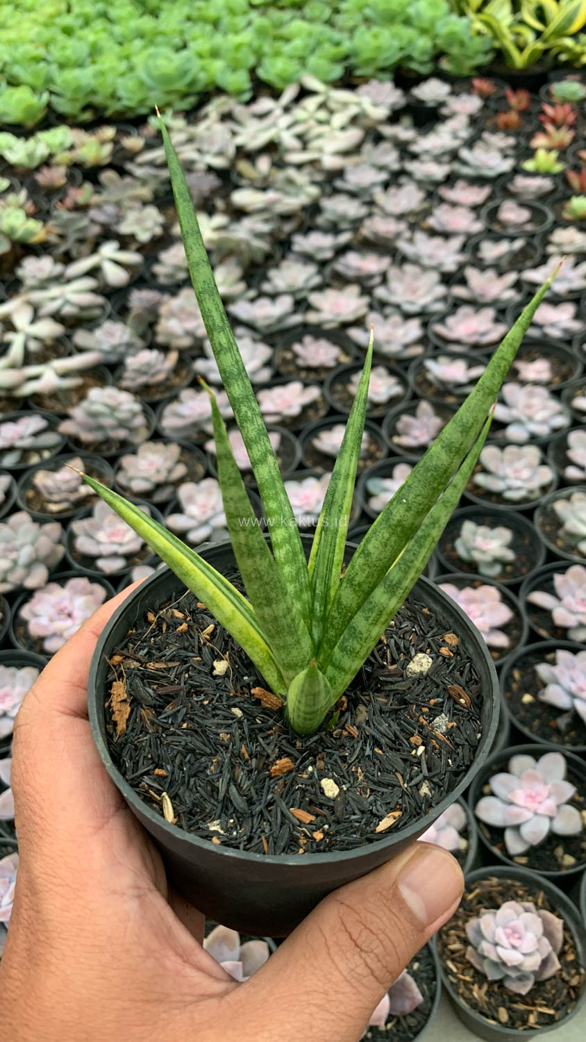 1158. Sansevieria Bunlo Torch Variegated - Image 4