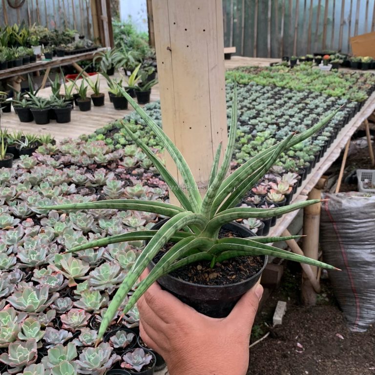 1532. Sansevieria Balii Mini