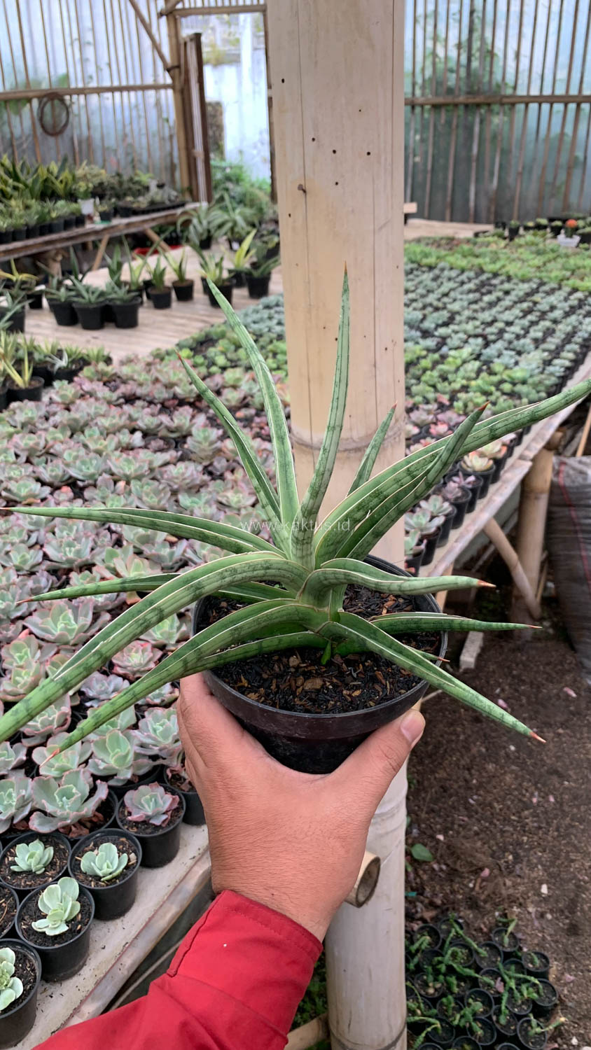 1532. Sansevieria Balii Mini - Image 3