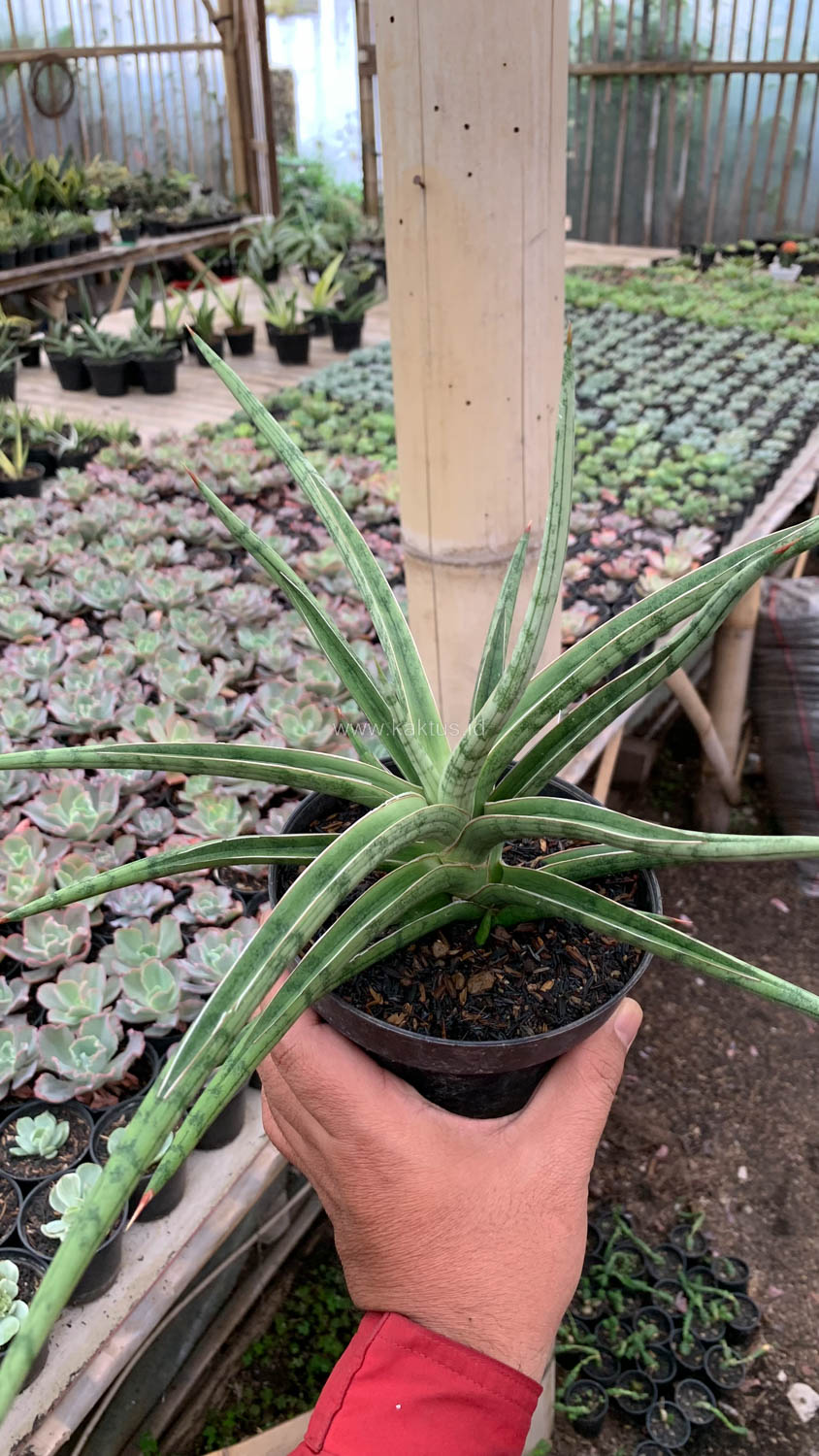 1532. Sansevieria Balii Mini - Image 4