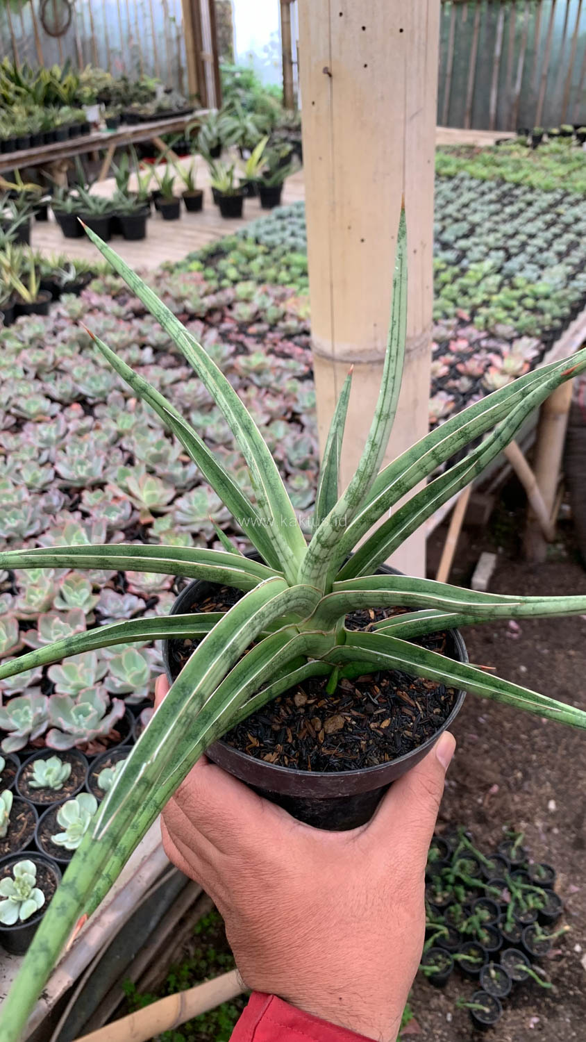 1532. Sansevieria Balii Mini - Image 5