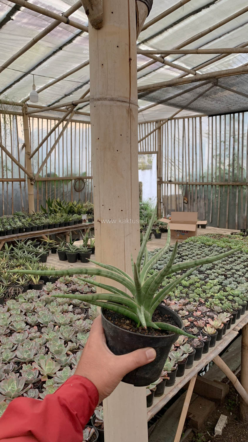1532. Sansevieria Balii Mini - Image 2