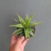 1162. Sansevieria Blorong
