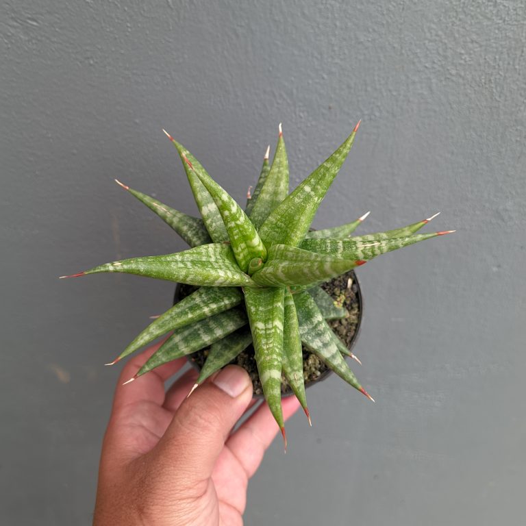1162. Sansevieria Blorong