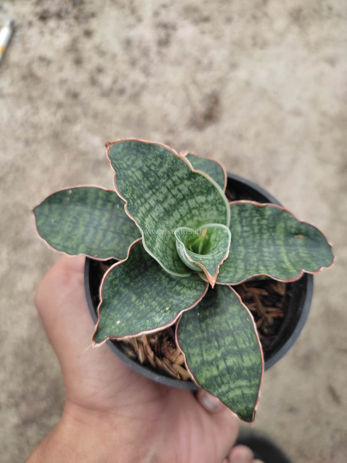 1163. Sansevieria Horwood x Phenomenal - Image 4