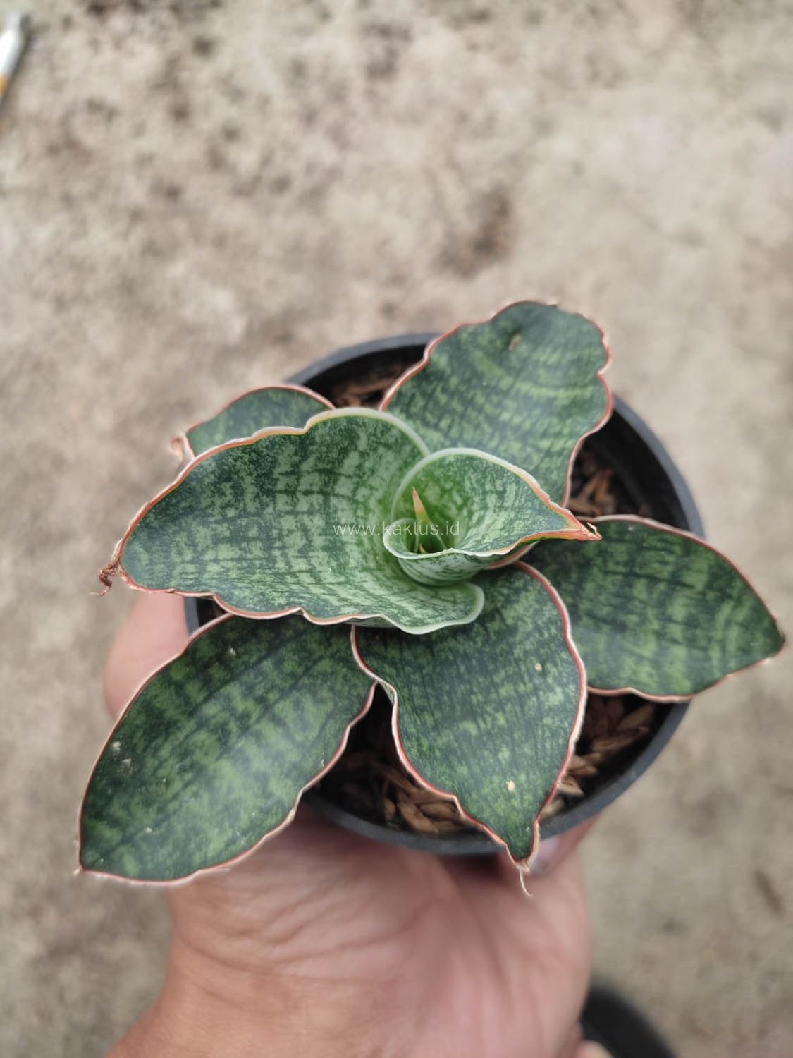 1163. Sansevieria Horwood x Phenomenal - Image 5