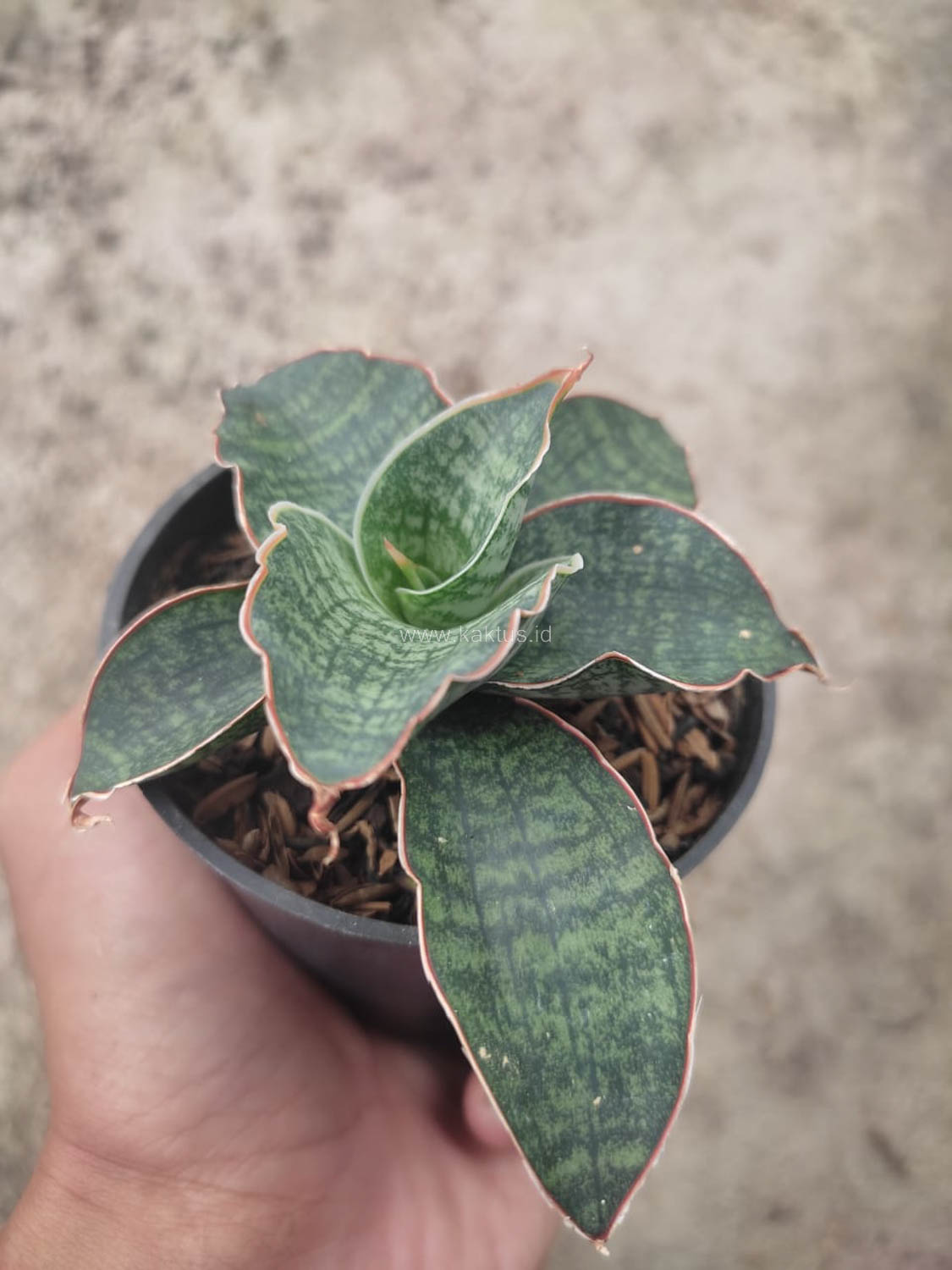 1163. Sansevieria Horwood x Phenomenal - Image 2