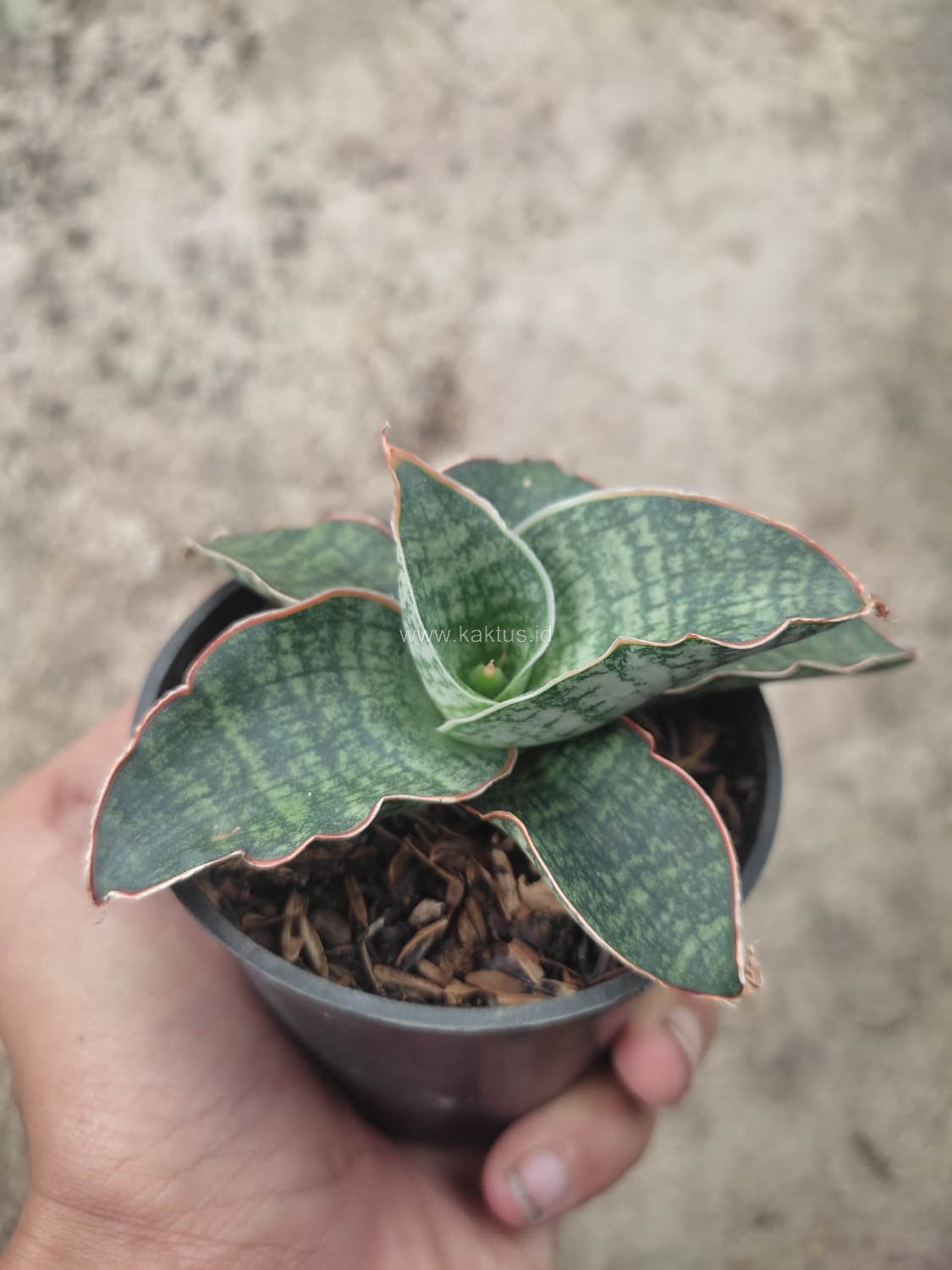 1163. Sansevieria Horwood x Phenomenal - Image 6