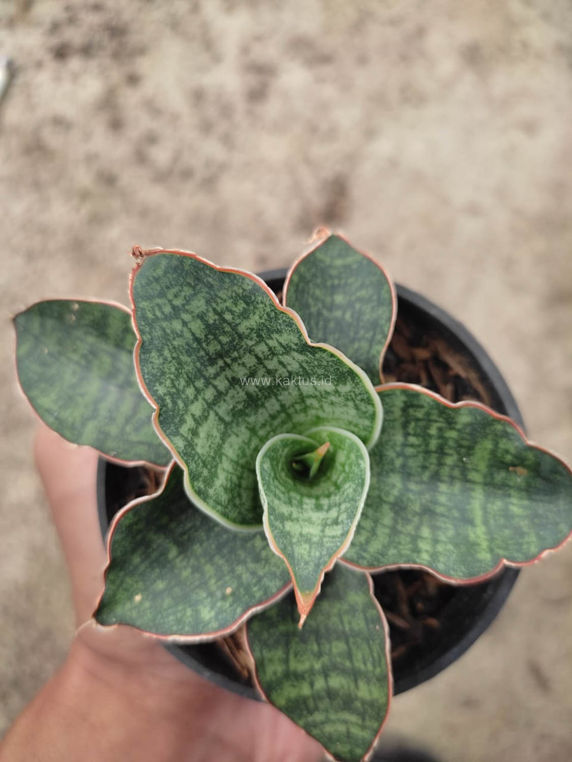 1163. Sansevieria Horwood x Phenomenal - Image 3