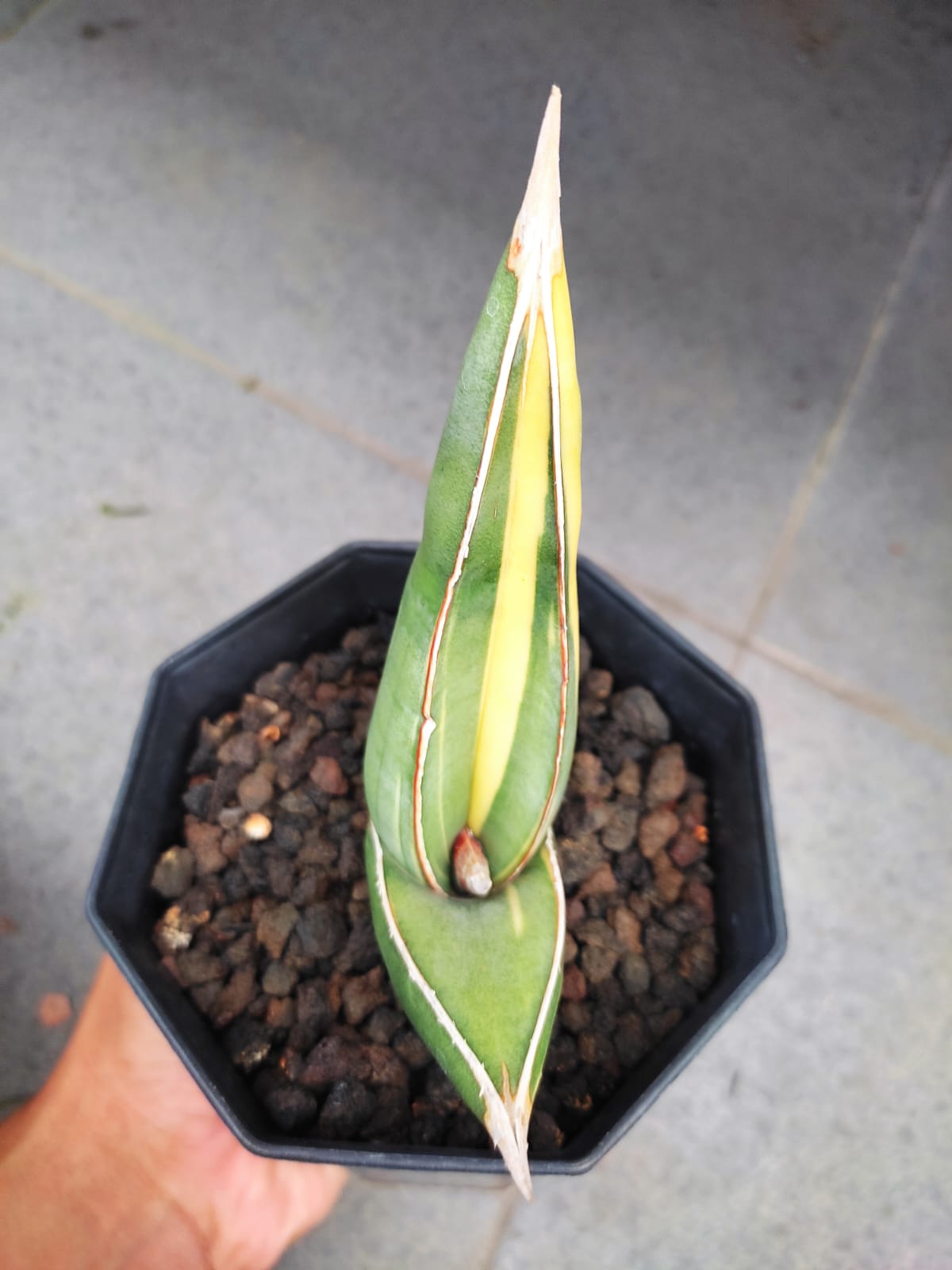 1164. Sansevieria Banana Short Variegated - Image 11