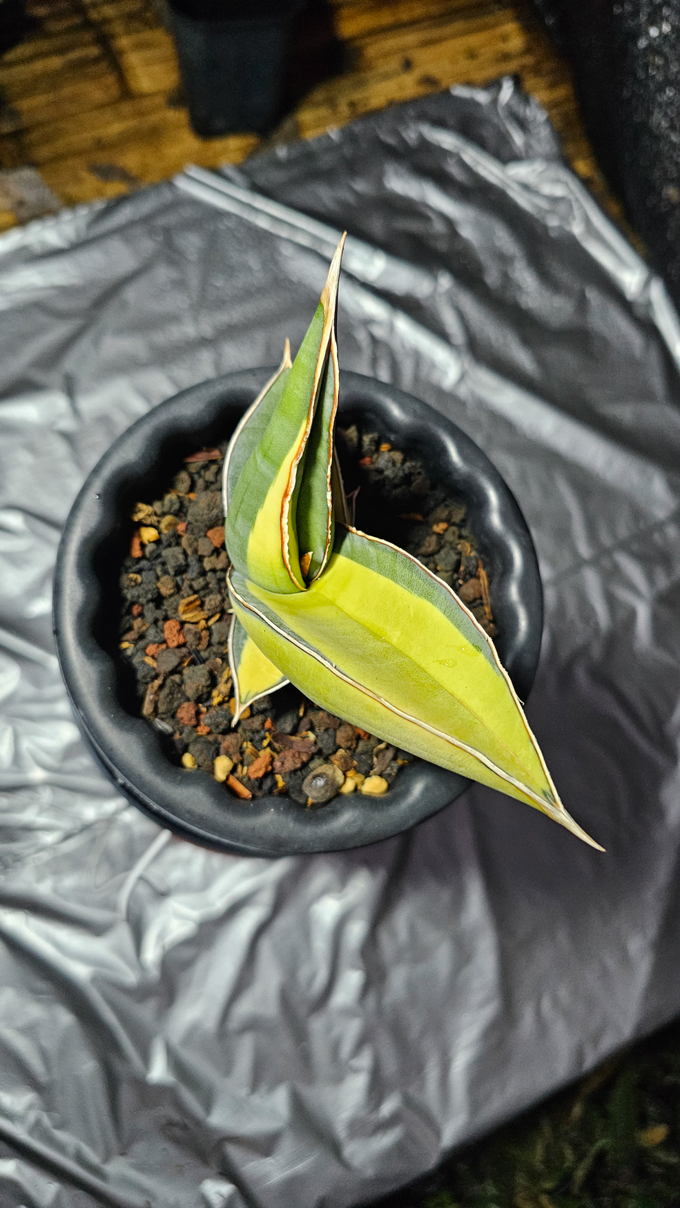 1164. Sansevieria Banana Short Variegated - Image 8