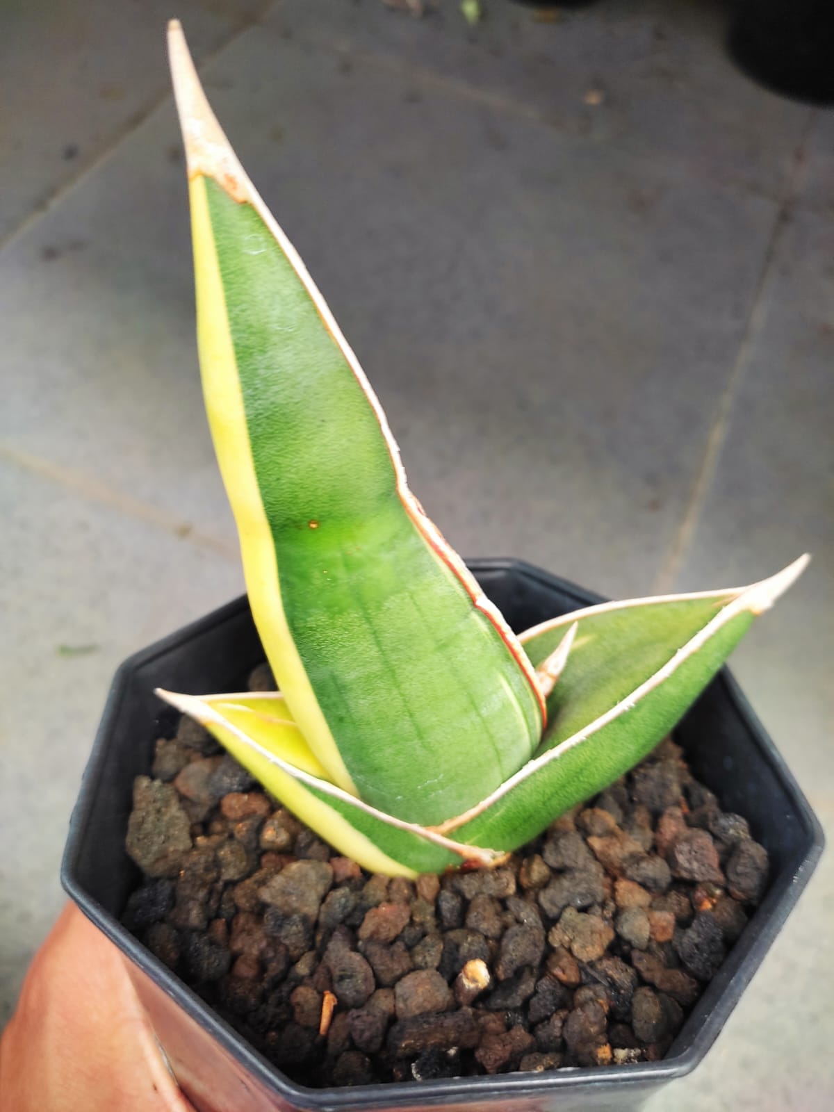 1164. Sansevieria Banana Short Variegated - Image 10