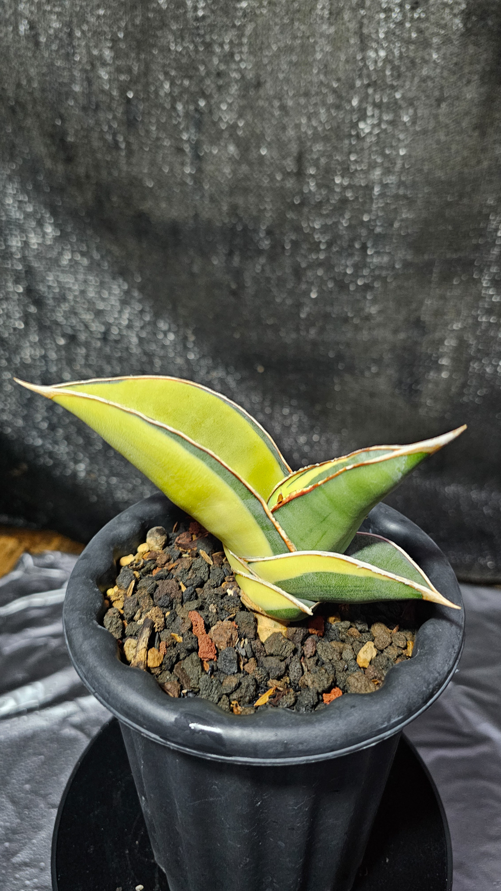 1164. Sansevieria Banana Short Variegated - Image 4
