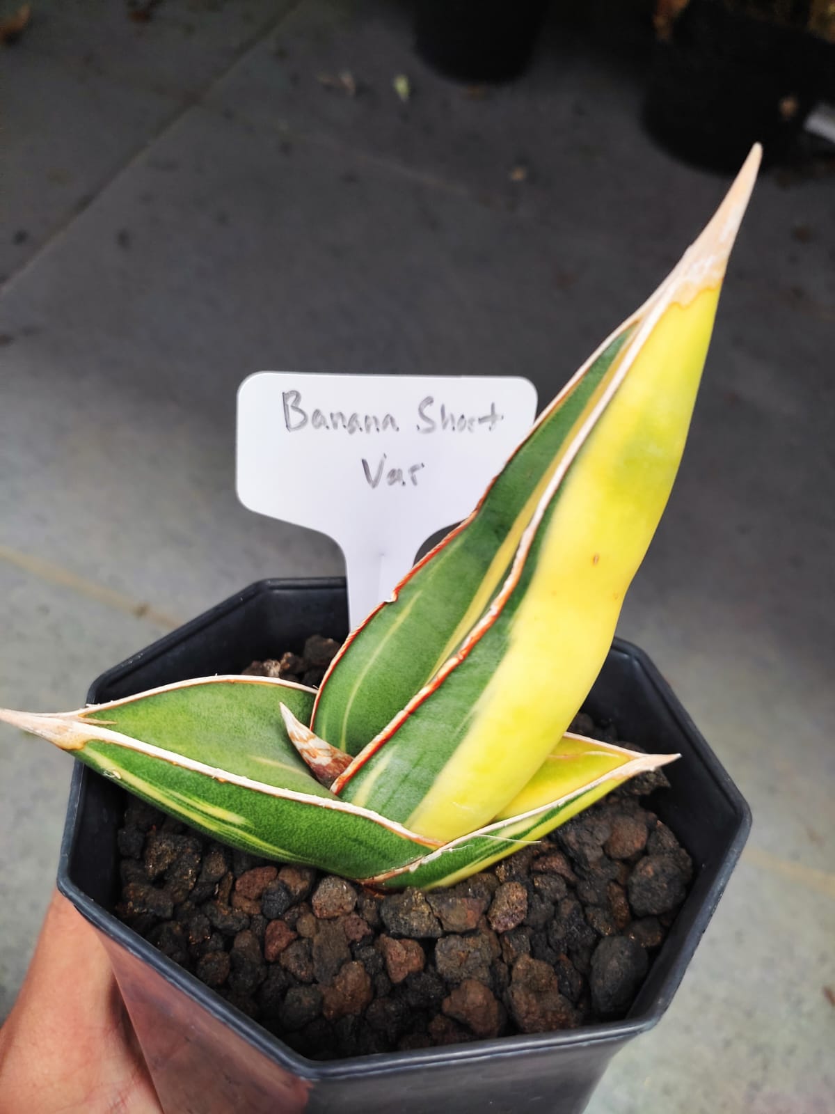 1164. Sansevieria Banana Short Variegated - Image 9
