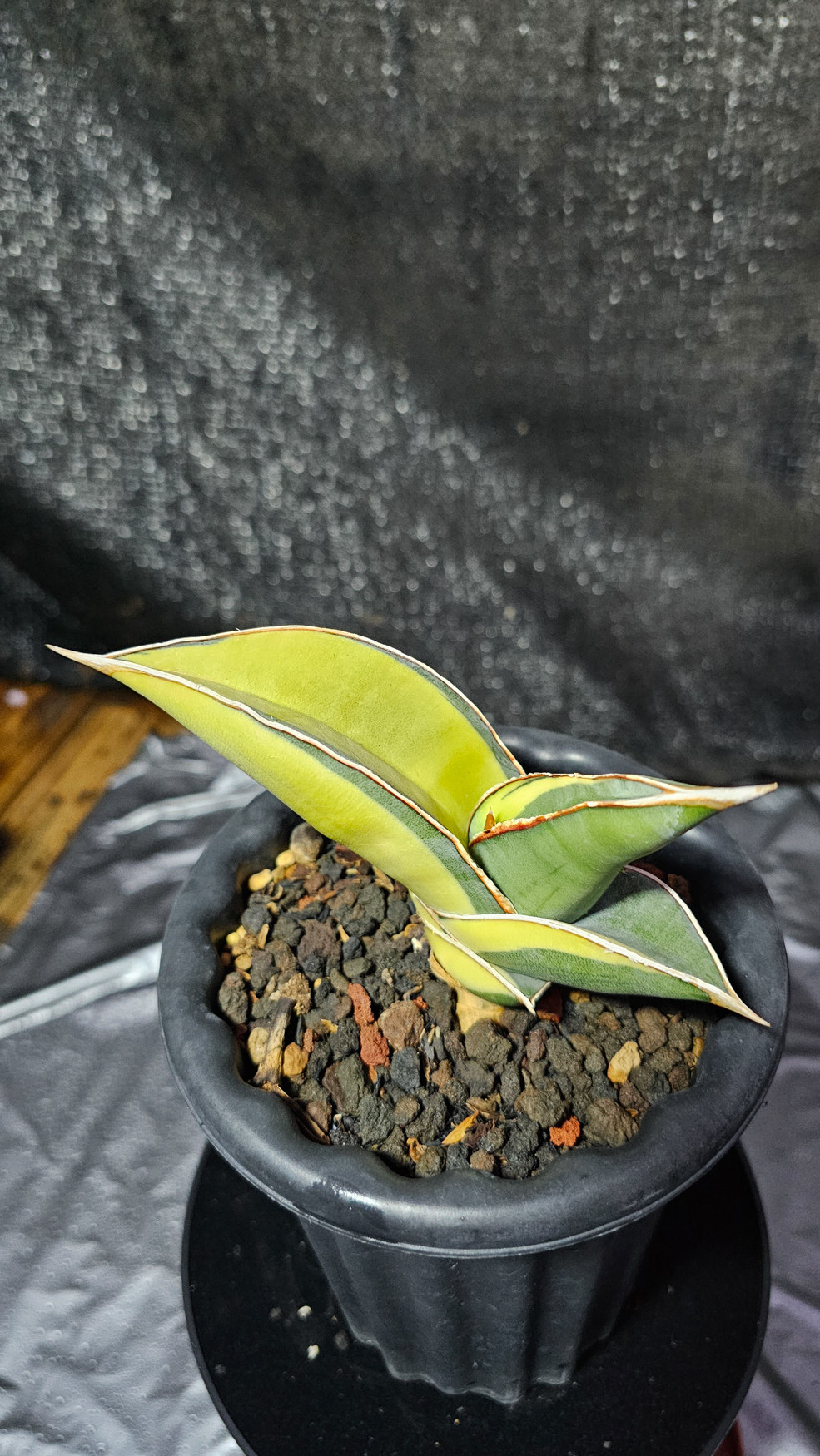 1164. Sansevieria Banana Short Variegated - Image 6