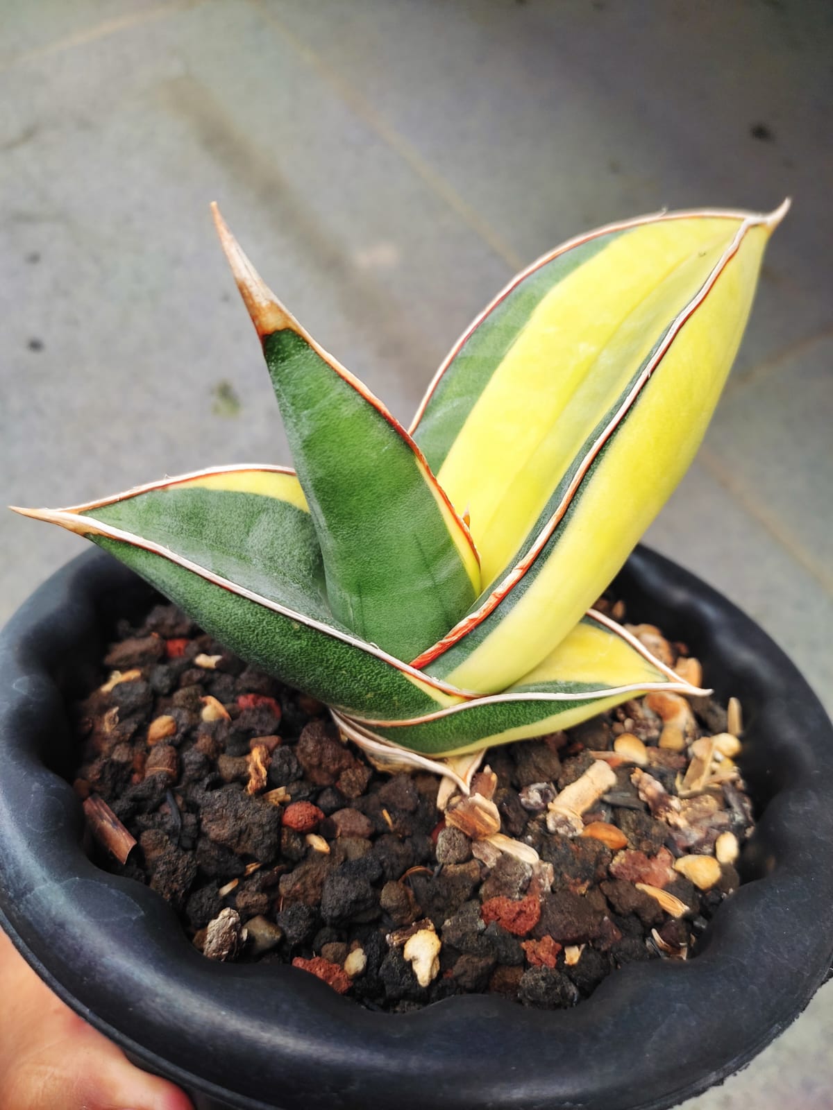 1164. Sansevieria Banana Short Variegated - Image 7