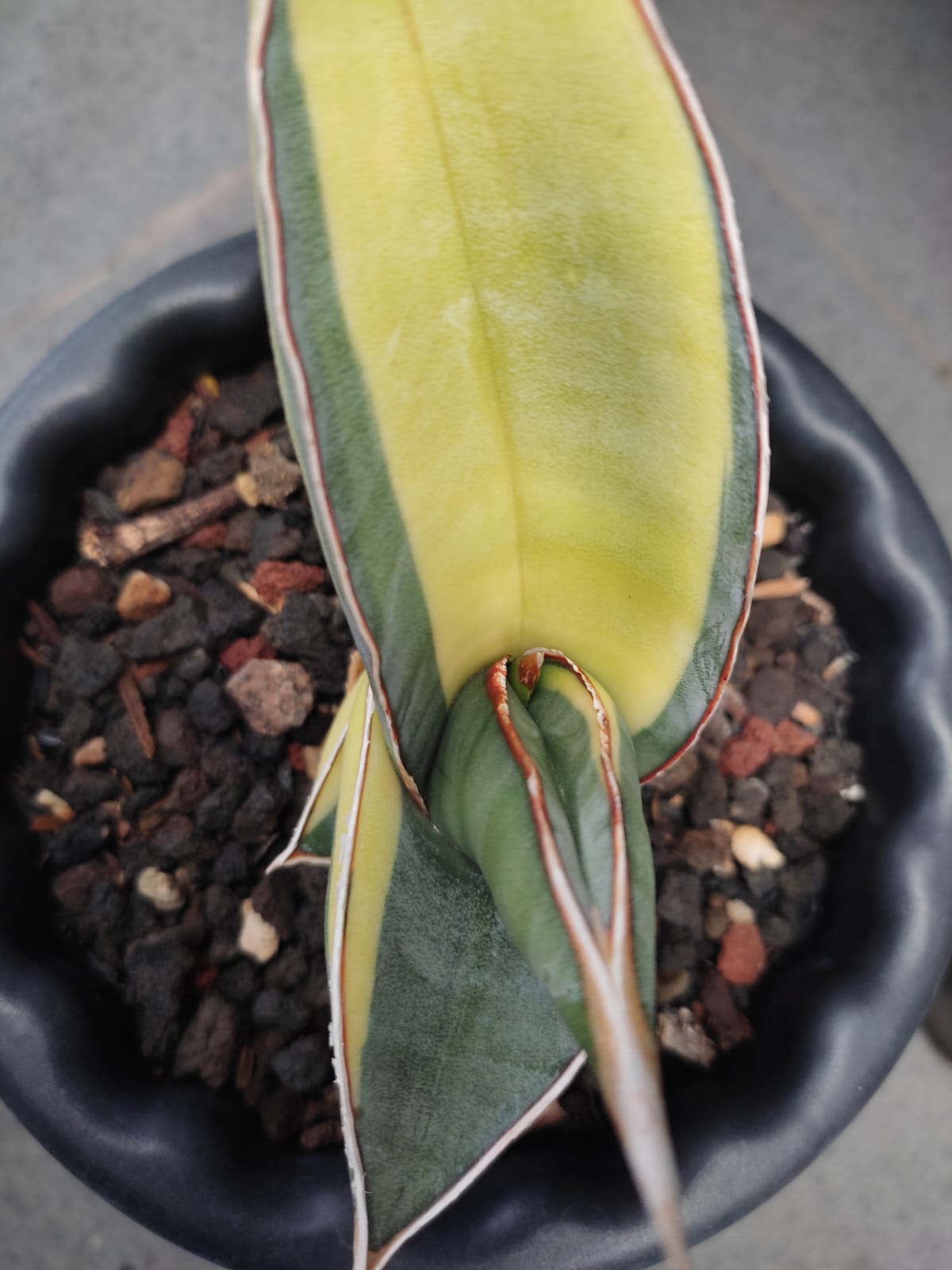 1164. Sansevieria Banana Short Variegated - Image 5