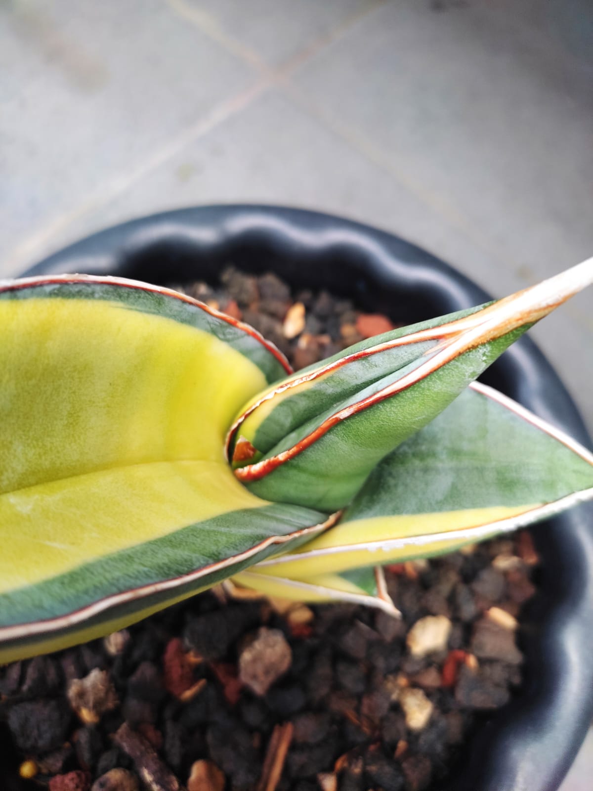 1164. Sansevieria Banana Short Variegated - Image 2