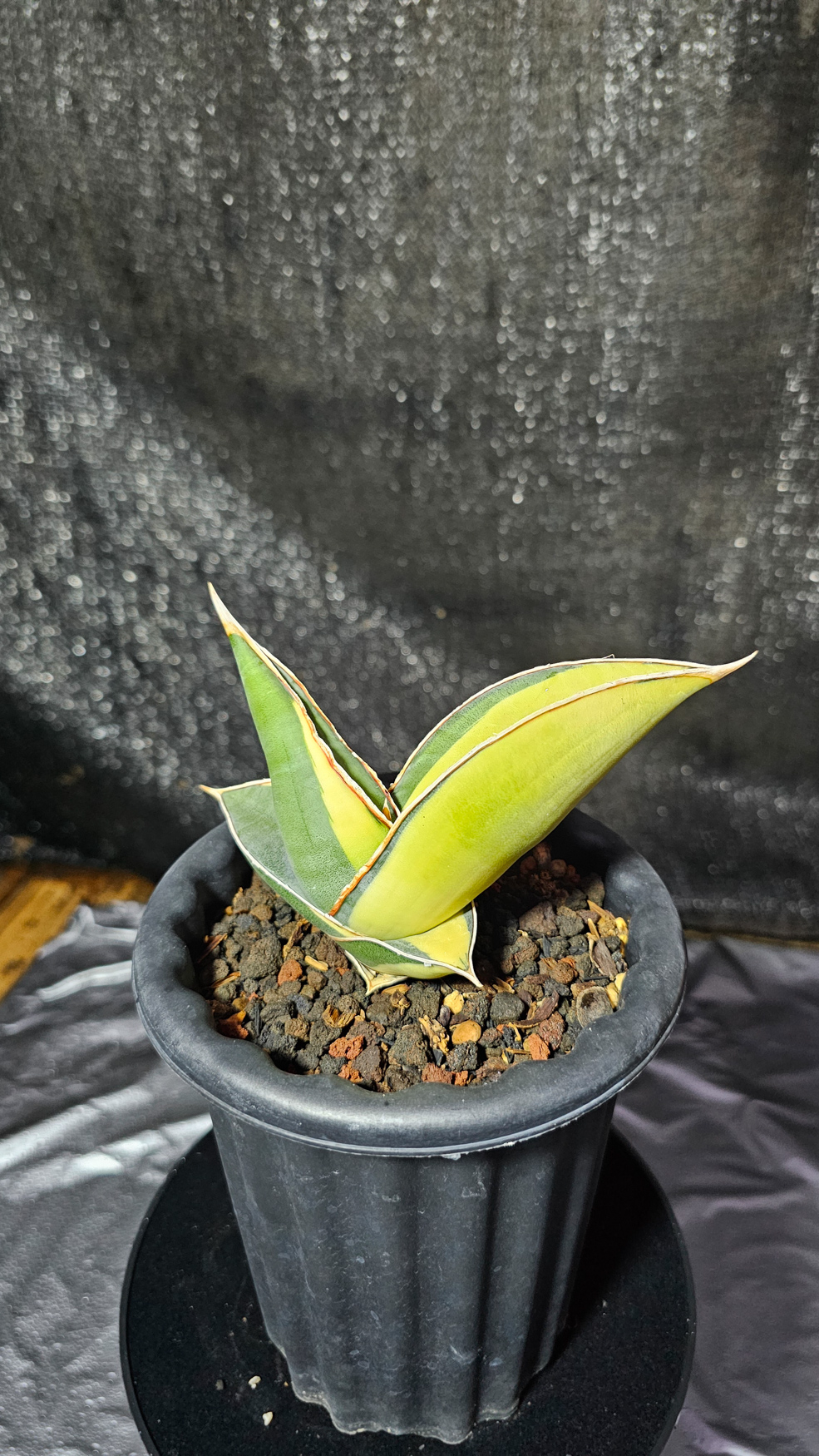 1164. Sansevieria Banana Short Variegated - Image 3