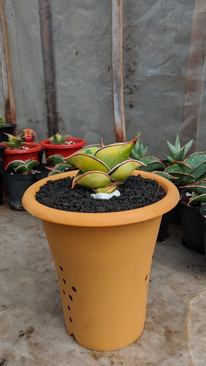 1166. Sansevieria Rorida Lite Variegated - Image 5