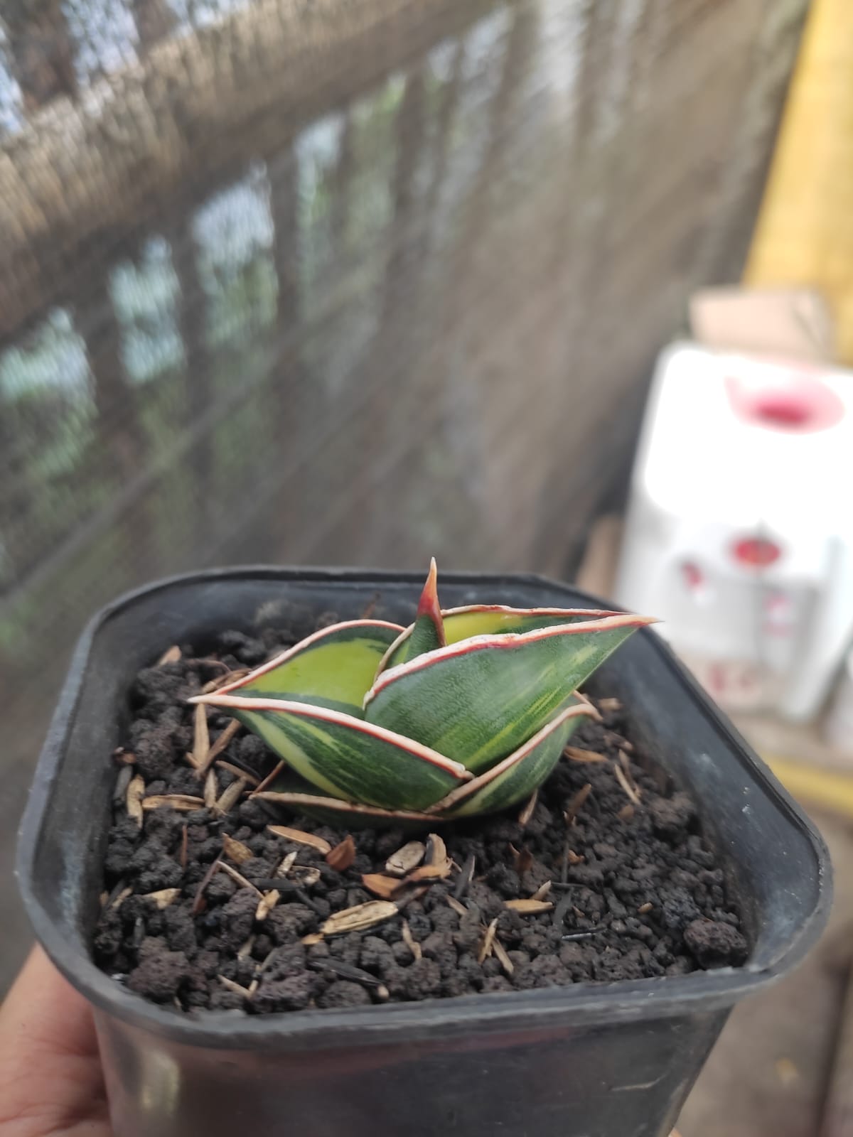 1166. Sansevieria Rorida Lite Variegated - Image 12