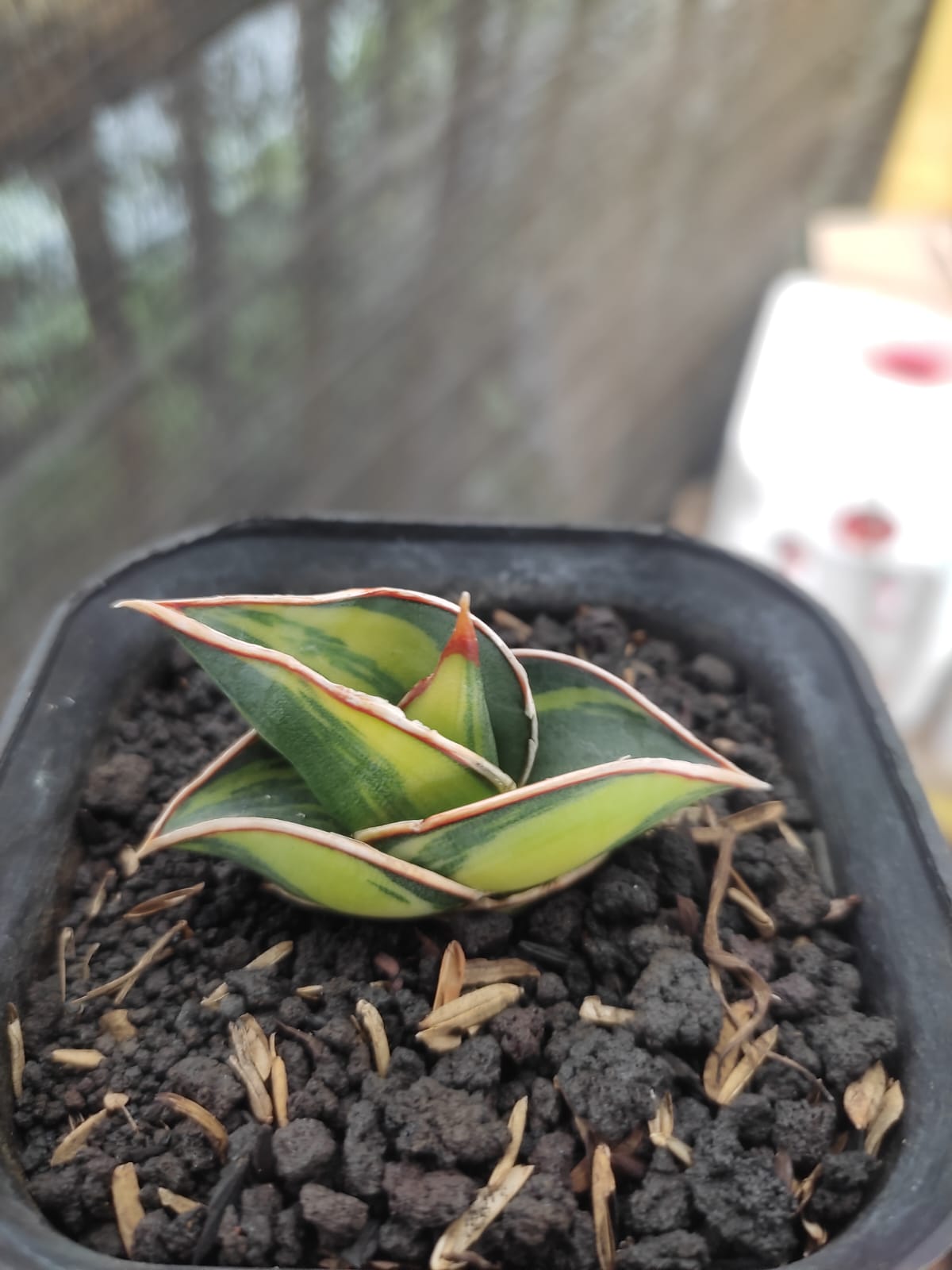 1166. Sansevieria Rorida Lite Variegated - Image 13