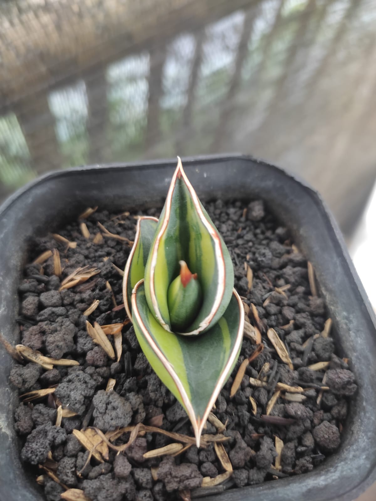 1166. Sansevieria Rorida Lite Variegated - Image 4