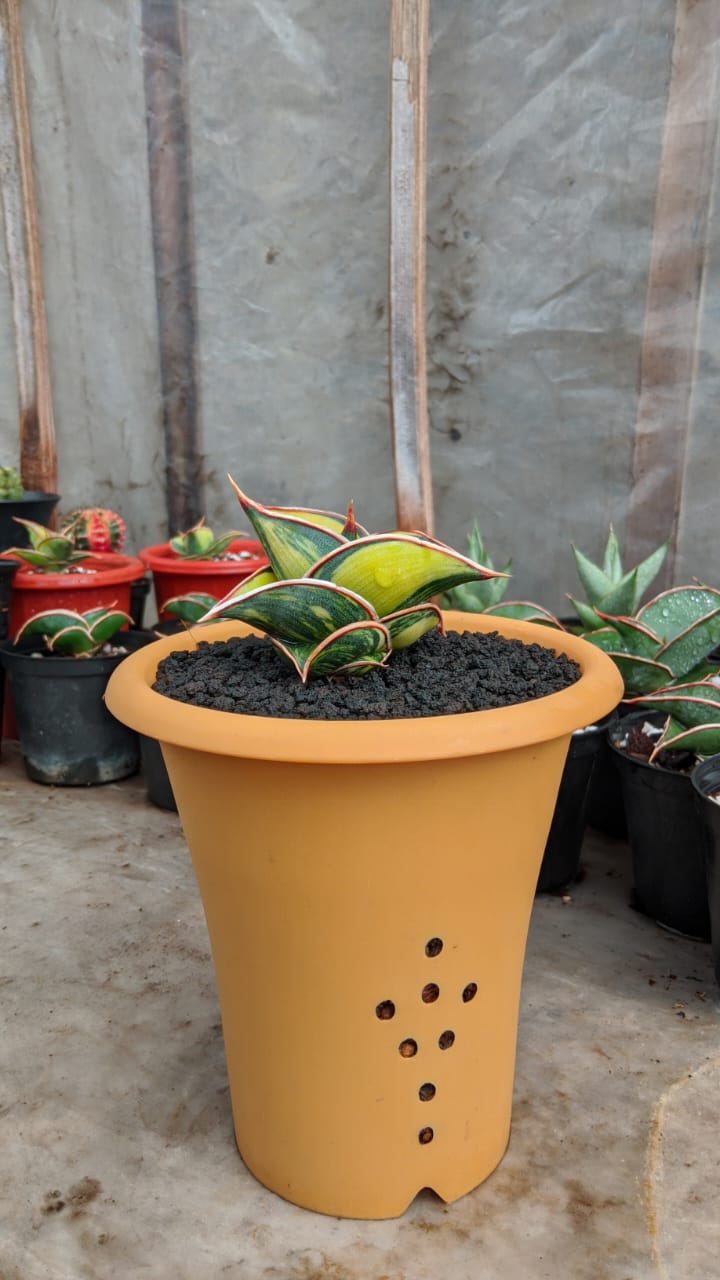 1166. Sansevieria Rorida Lite Variegated - Image 14