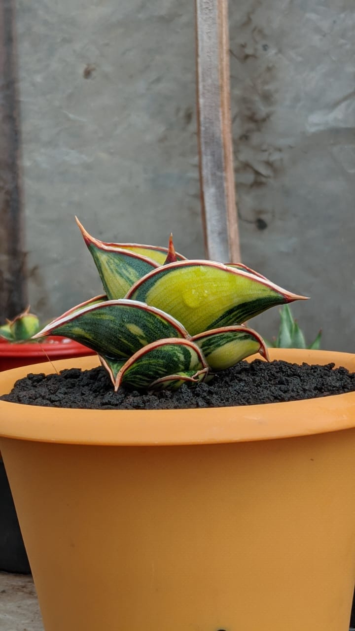 1166. Sansevieria Rorida Lite Variegated - Image 8