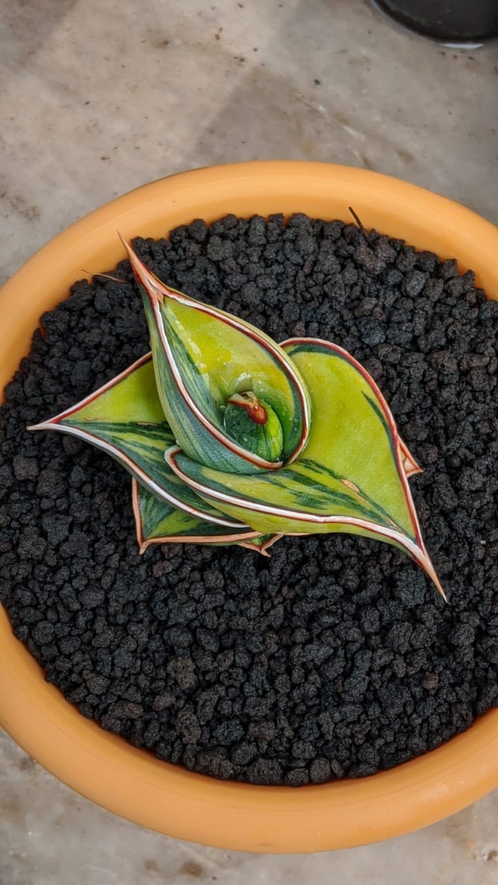 1166. Sansevieria Rorida Lite Variegated - Image 10