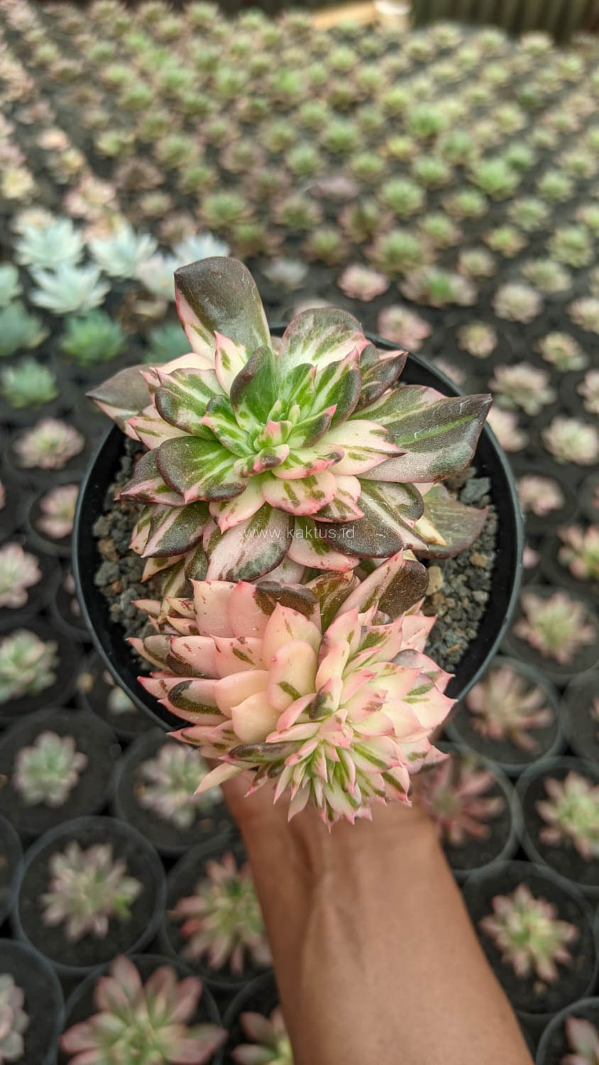 1168. Echeveria Black Pink Prince Cluster - Image 5
