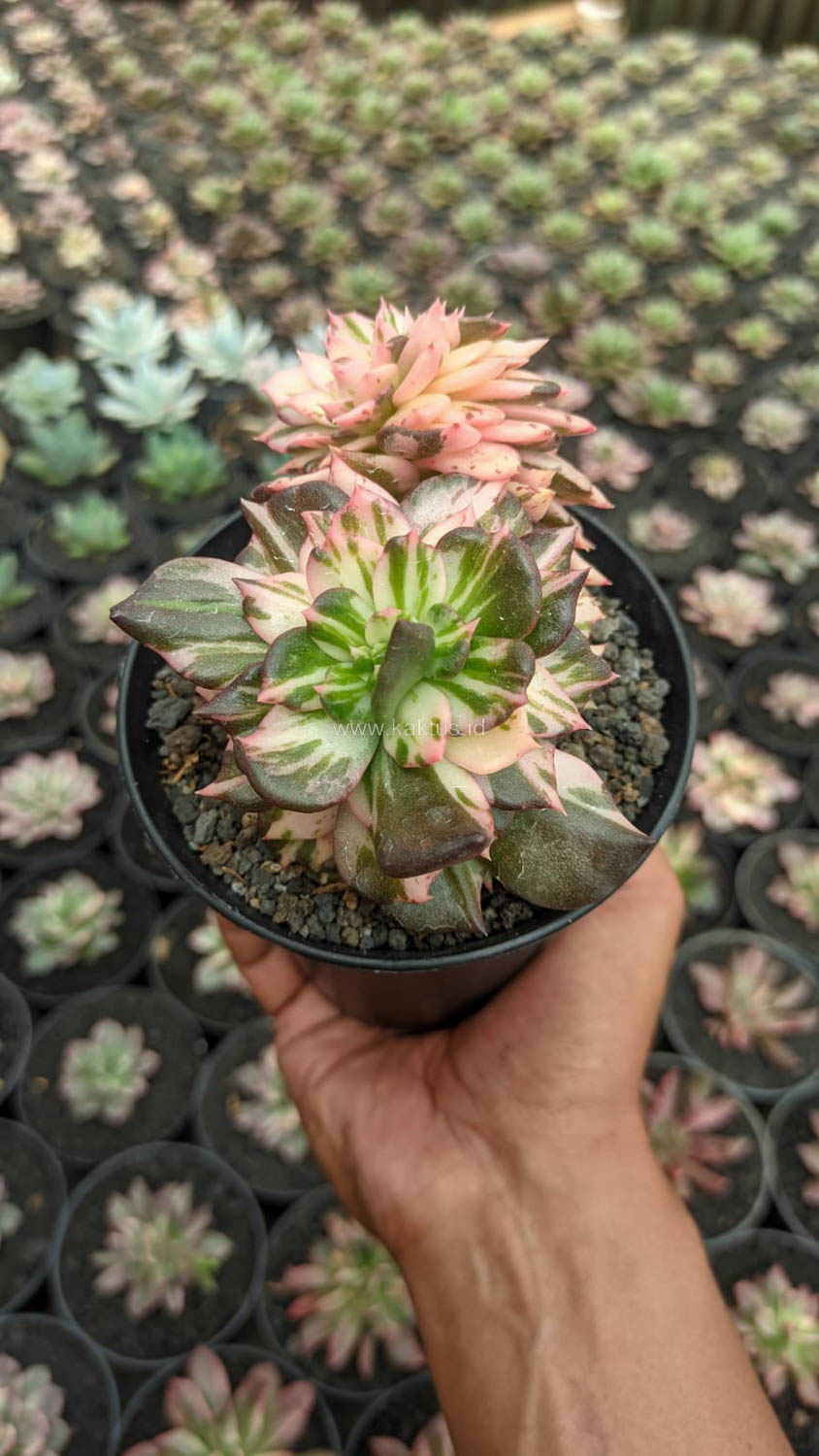 1168. Echeveria Black Pink Prince Cluster - Image 8