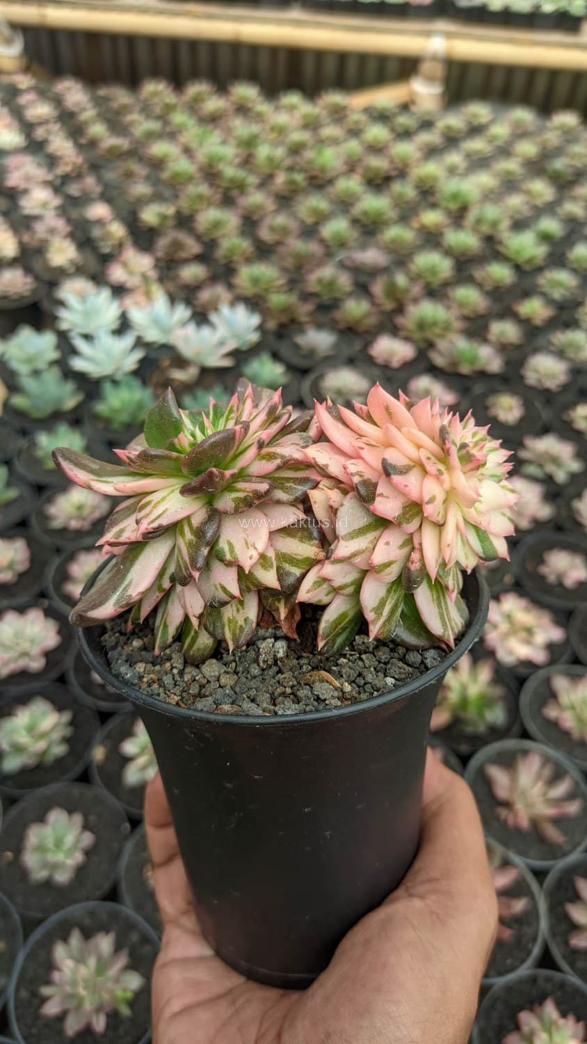 1168. Echeveria Black Pink Prince Cluster - Image 3
