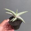 1171. Sansevieria Silver Clone