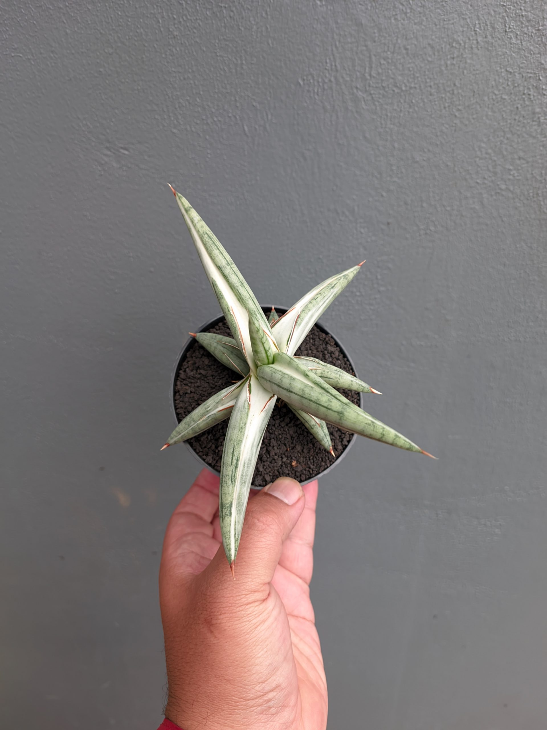 1171. Sansevieria Silver Clone - Image 11