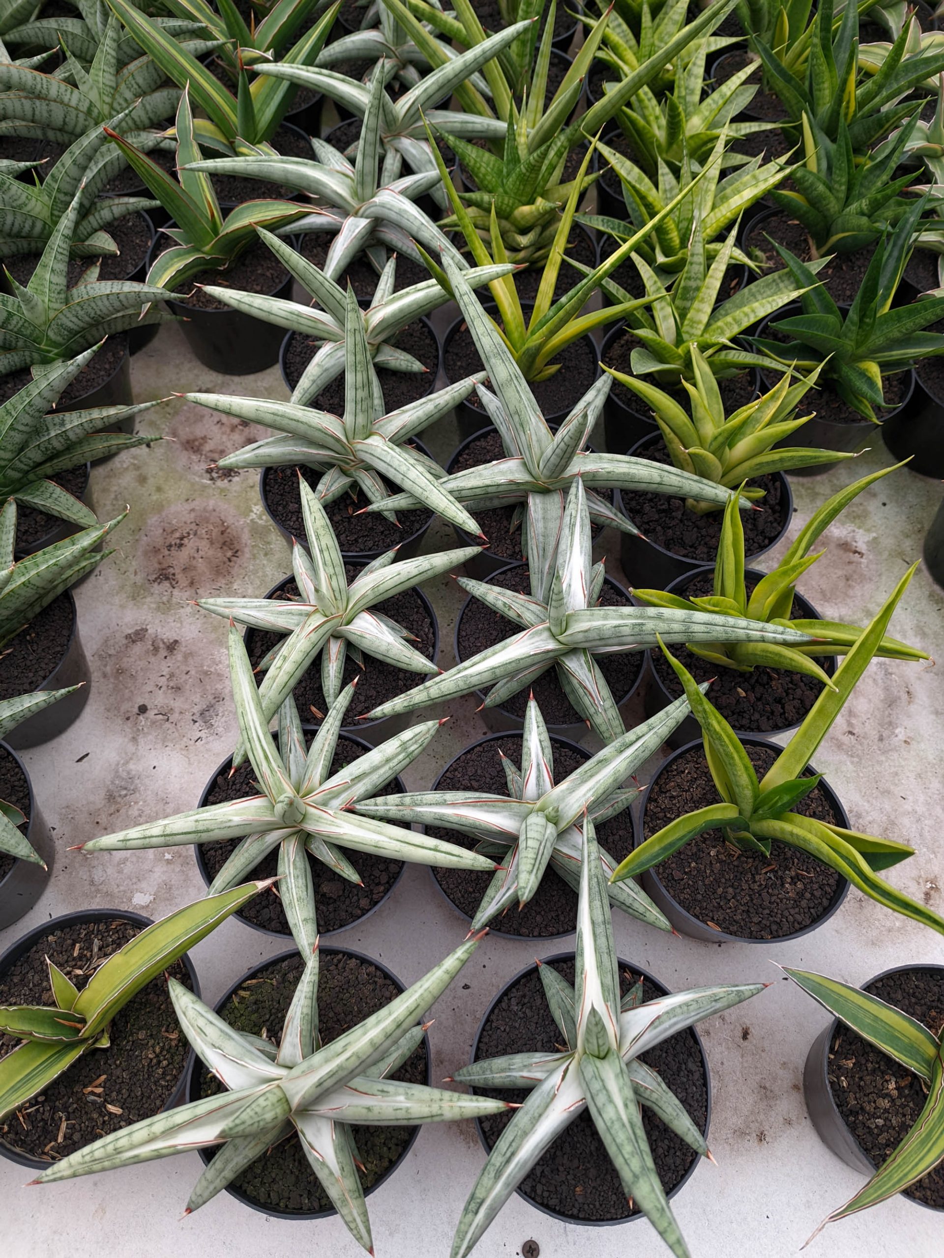 1171. Sansevieria Silver Clone - Image 2