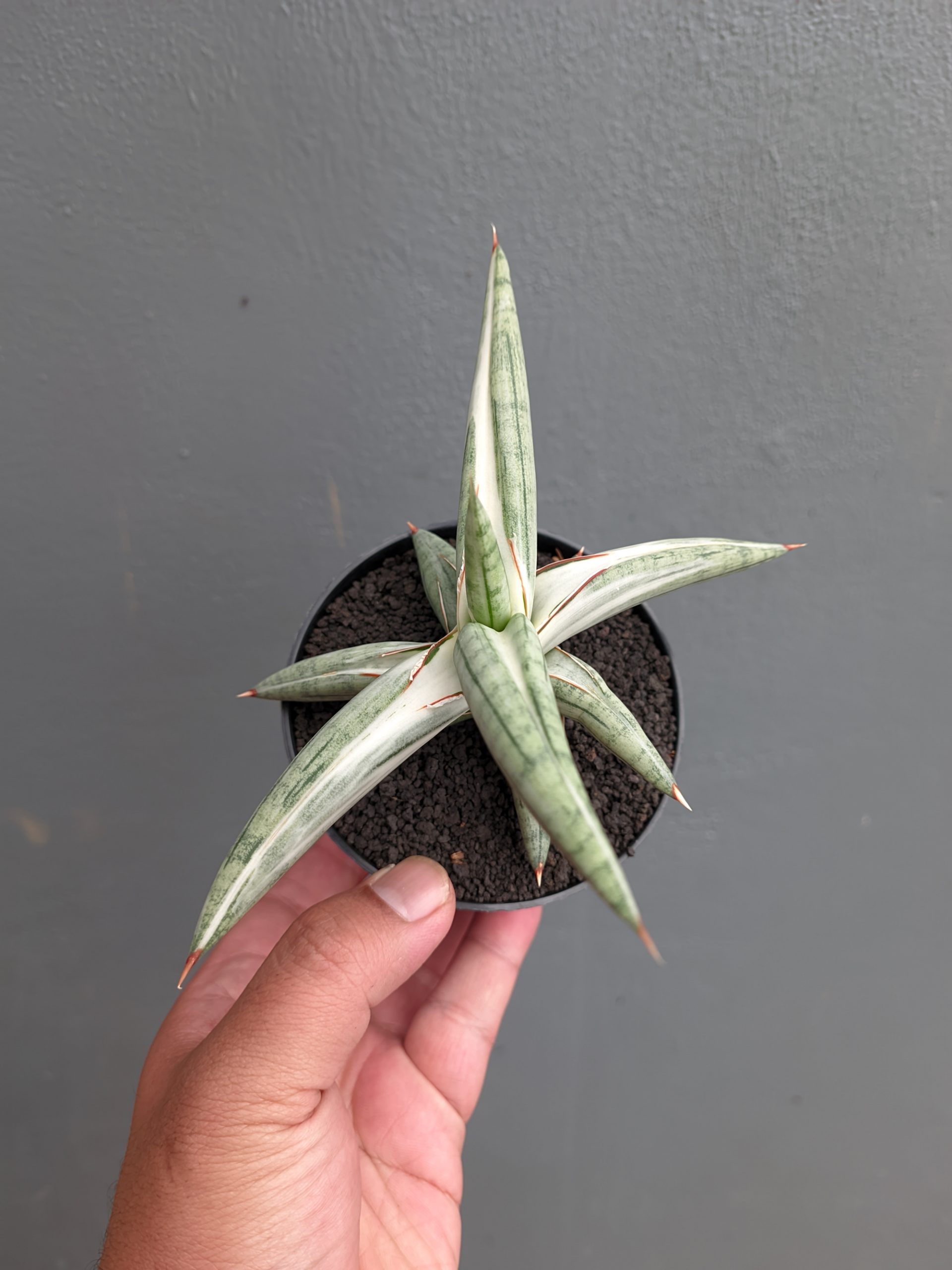 1171. Sansevieria Silver Clone - Image 3