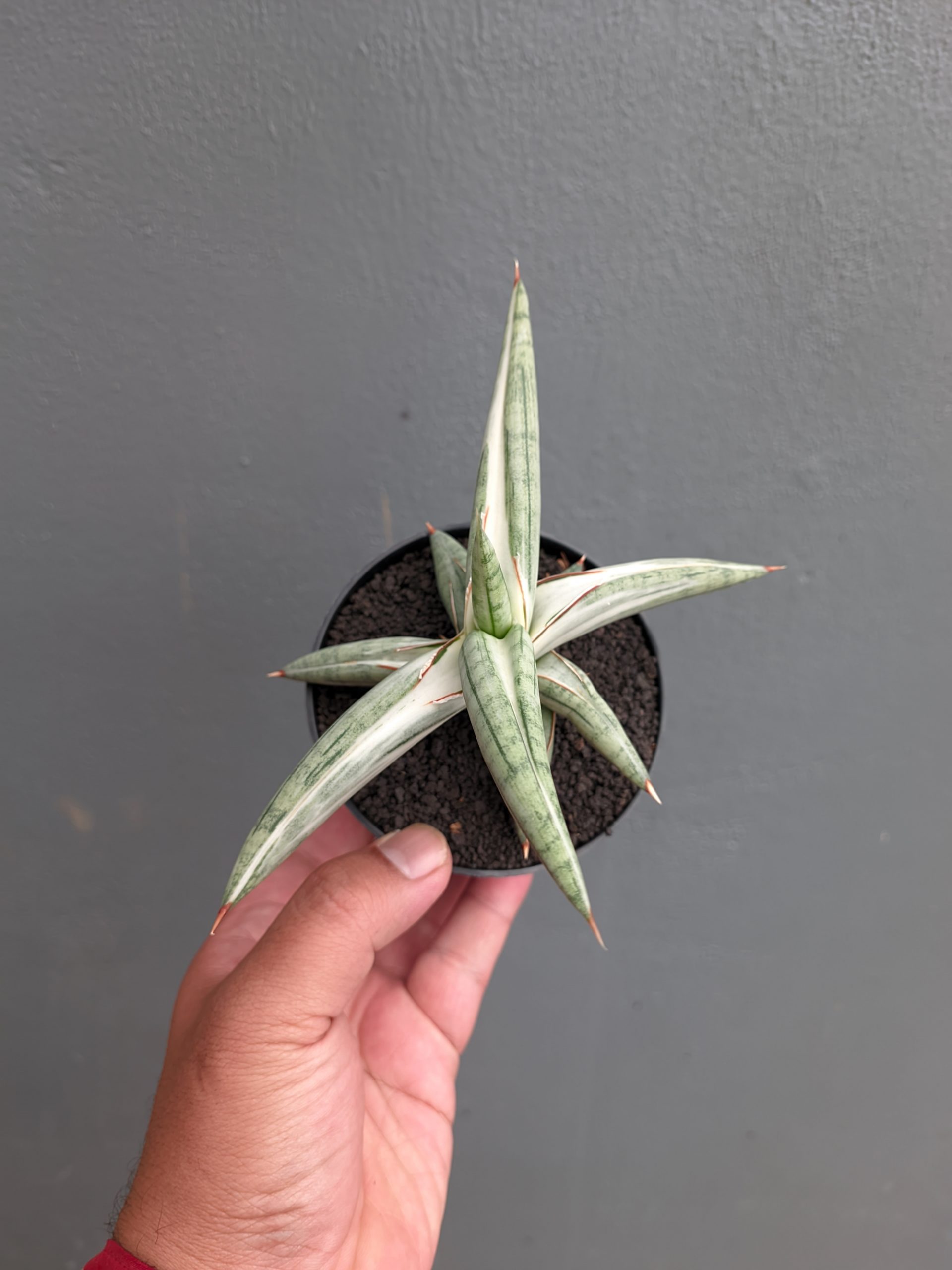1171. Sansevieria Silver Clone - Image 4