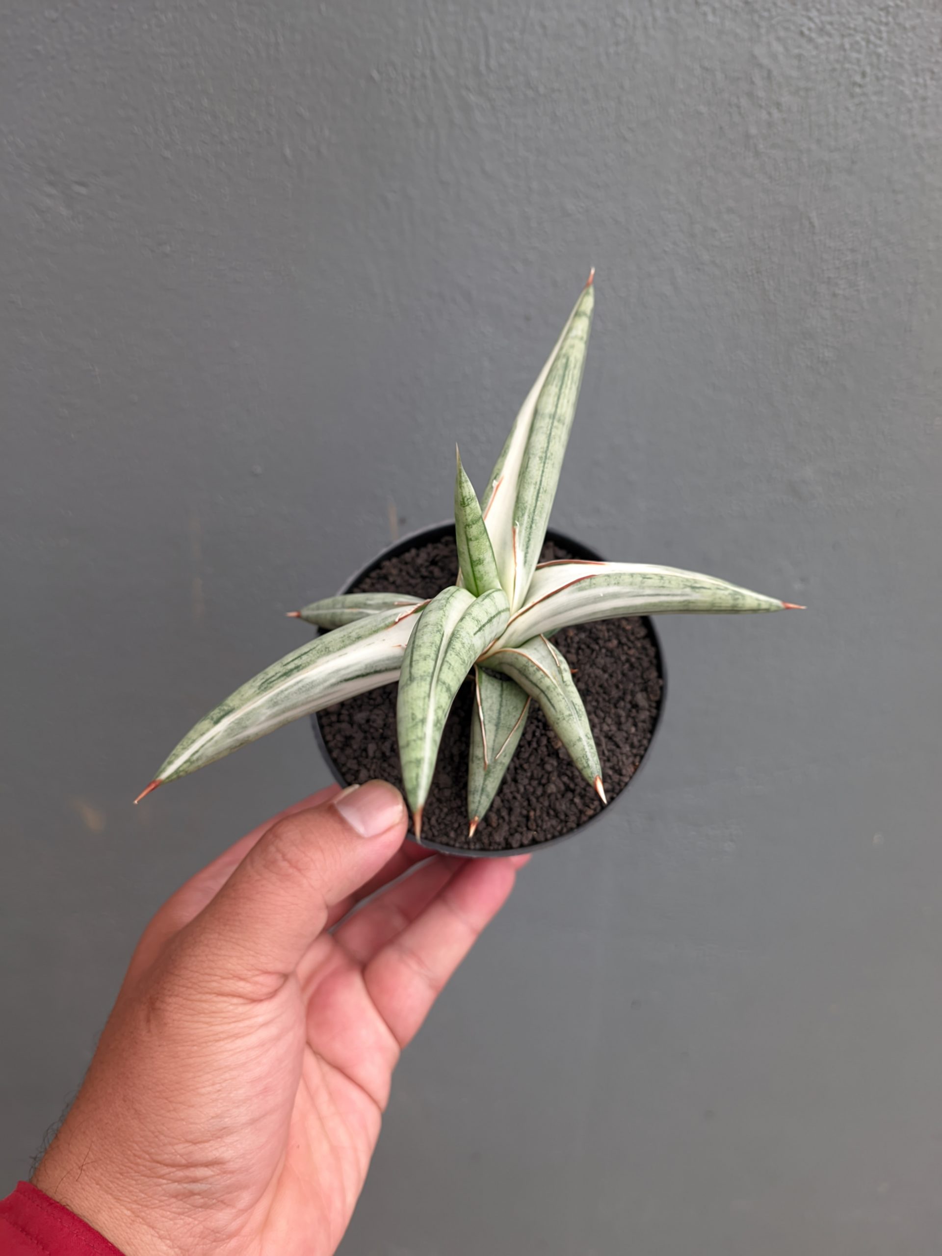 1171. Sansevieria Silver Clone - Image 5